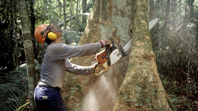 Ein Holzfäller fällt mit einer Kettensäge im Regenwald des Amazonas einen Baum.