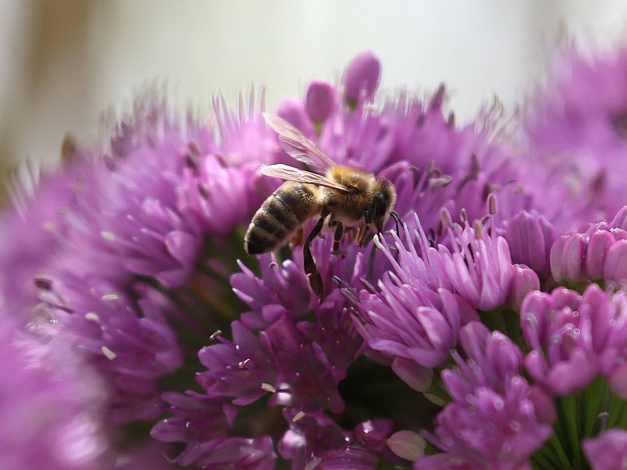 Biene auf Allium-Blüte