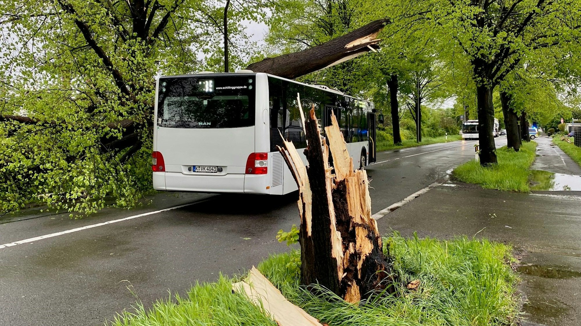 In Köln-Godorf ist ein Baum auf einen KVB-Bus gekippt.
