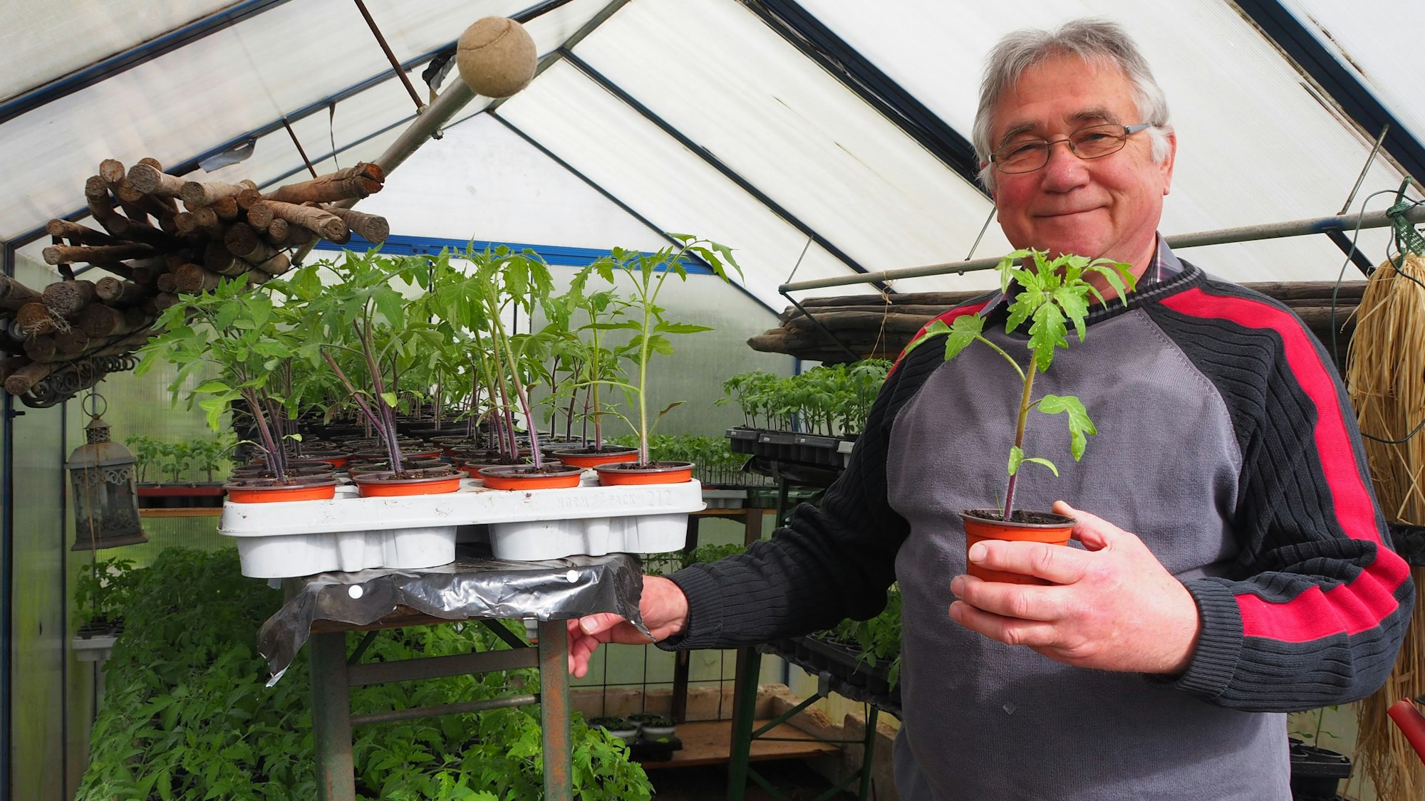 Günter Stadtfeld ist Tomaten-Experte und züchtet seit Jahren Tausende Pflanzen heran, die er gegen eine Spende abgibt.