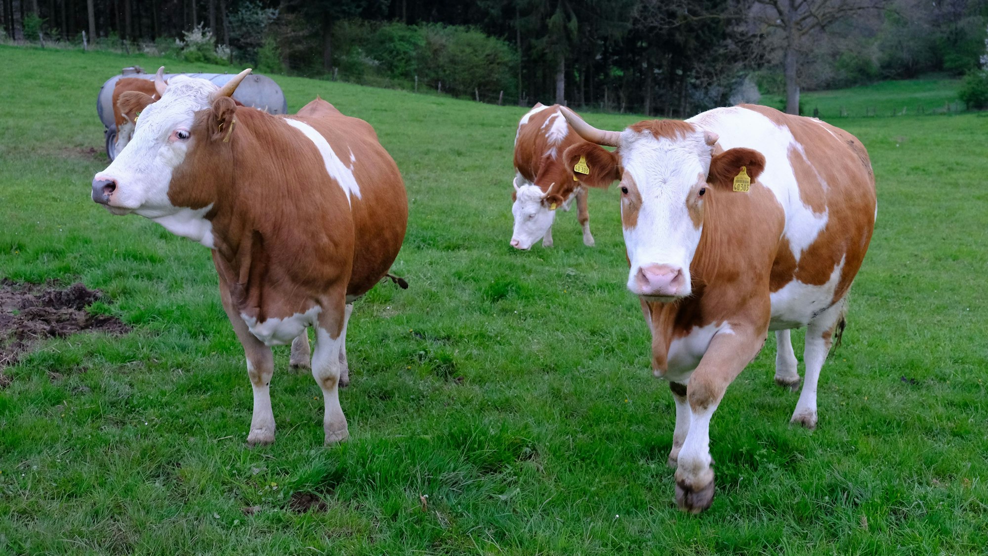 Mehrere Rinder stehen auf einer Weide am Waldrand bei Blankenheim-Rohr.