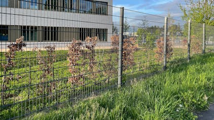 Hinter dem Zaun der EMA wurde nun eine Reihe Buchensträucher gepflanzt.