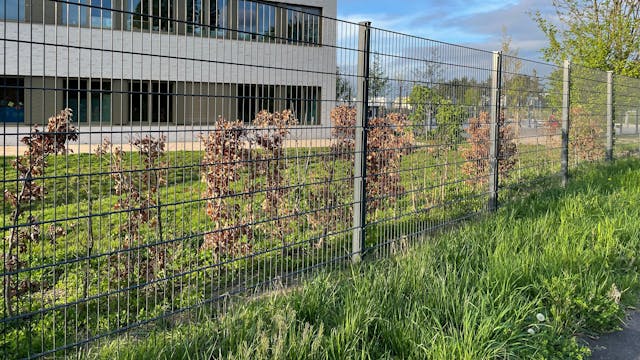 Hinter dem Zaun der EMA wurde nun eine Reihe Buchensträucher gepflanzt.