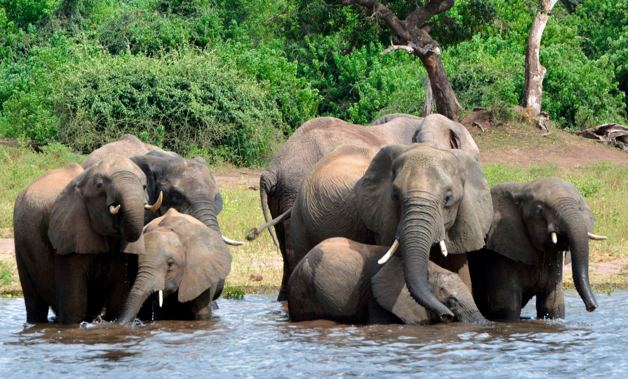 Mächtige Tiere: In Botswana leben etwa 130000 Elefanten.
