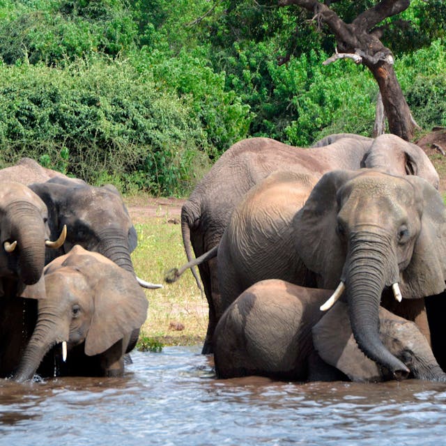 Mächtige Tiere: In Botswana leben etwa 130000 Elefanten.&nbsp;