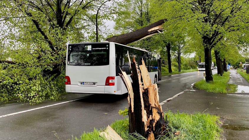 Ein Baum ist auf einen Bus der KVB gestürzt.&nbsp;
