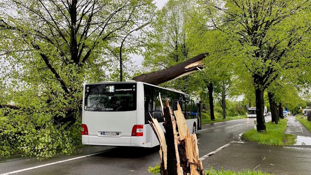 Ein Baum ist auf einen Bus der KVB gestürzt.&nbsp;