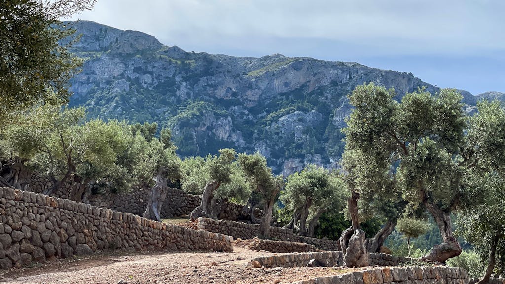 Mallorca und Menorca verschärfen Regeln, um Waldbrände zu verhindern. Das hat auch Folgen für Urlauberinnen und Urlauber. Das Archivfoto entstand 2011.<br>picture alliance/dpa/dpa-tmn
