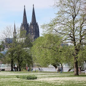 Kölner Dom vom Rheinpark aus fotografiert