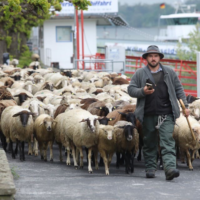 Ein Mann mit Stock und Hut führt eine Herde von Schafen und Ziegen an.