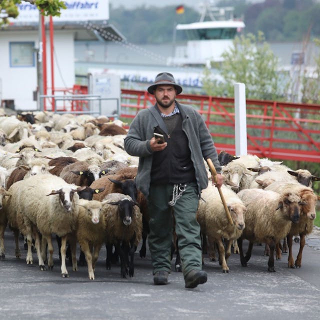 Ein Mann mit Stock und Hut führt eine Herde von Schafen und Ziegen an.