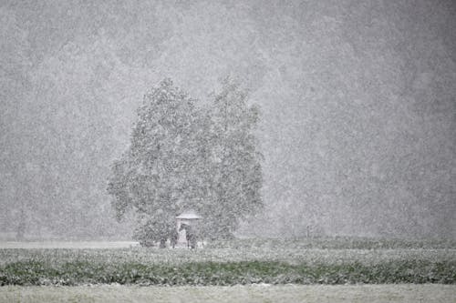 17.04.2024, Österreich, Salzburg: Eine Person und ein Pferd stehen bei dichtem Schneefall unter einem Baum in Salzburg.