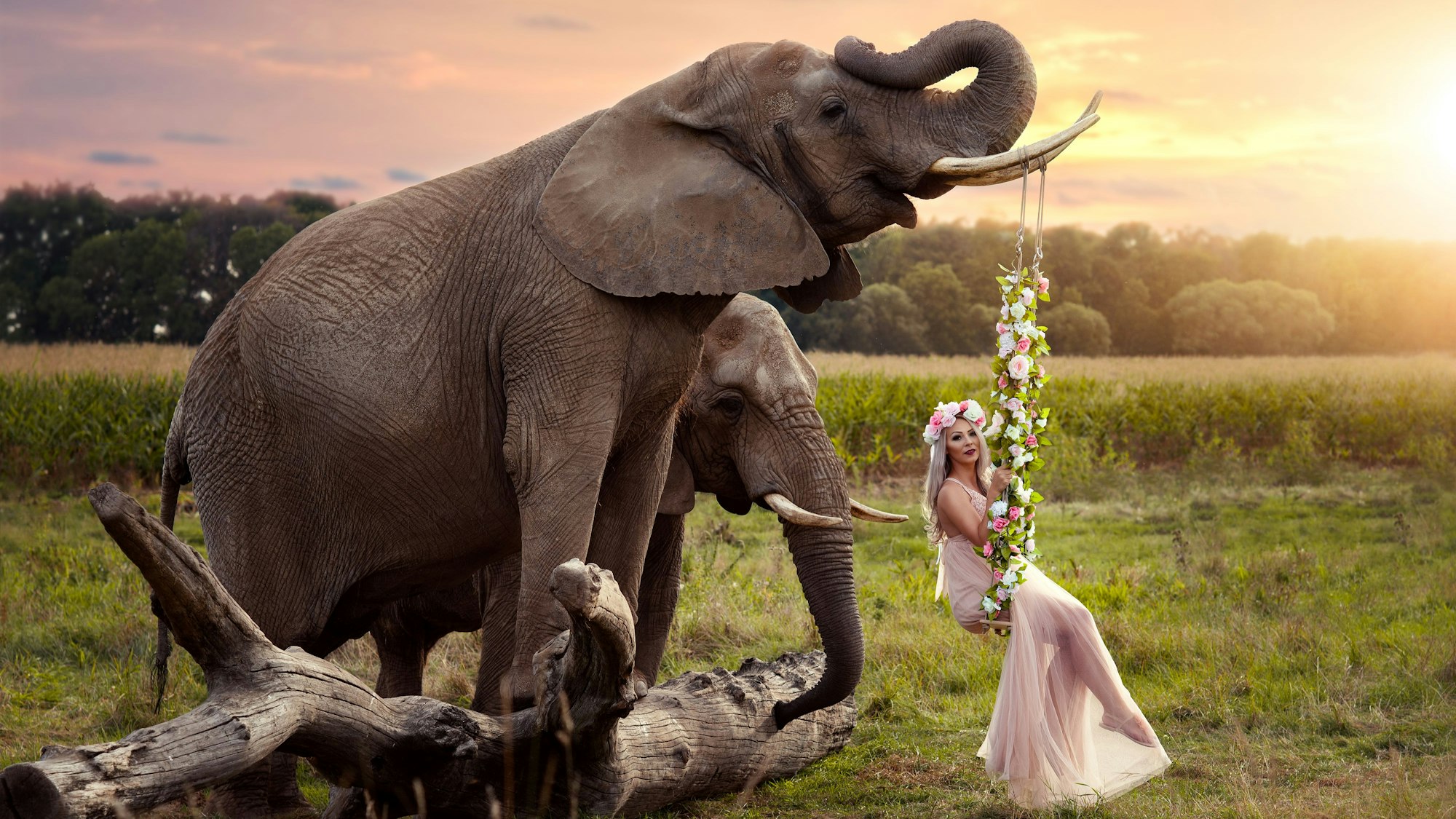 Eine Frau schaukelt an den Stoßzähnen eines Elefanten.