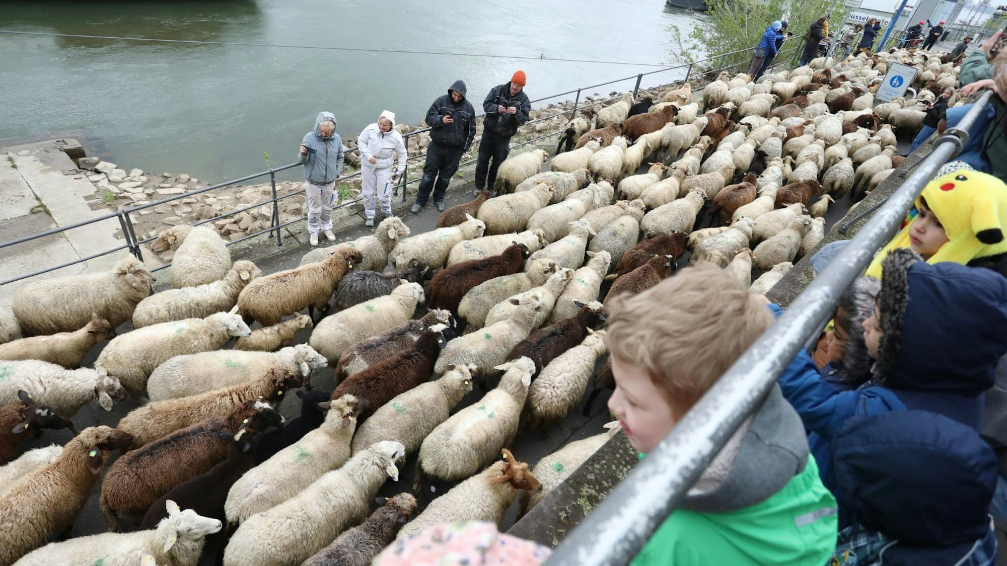 Schafe und Ziegen gehen eine Rampe zur Rheinpromenade hoch, einige Kinder schauen von oben zu.
