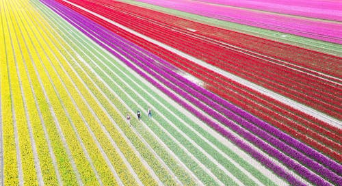 18.04.2024, Niedersachsen, Vordorf: Tulpen wachsen auf einem Tulpenfeld im Landkreis Gifhorn (Luftaufnahme mit Drohne). Auf 40 Hektar pflanzt der Eickenhof viele Millionen Tulpen an und sorgt für bunte Felder.