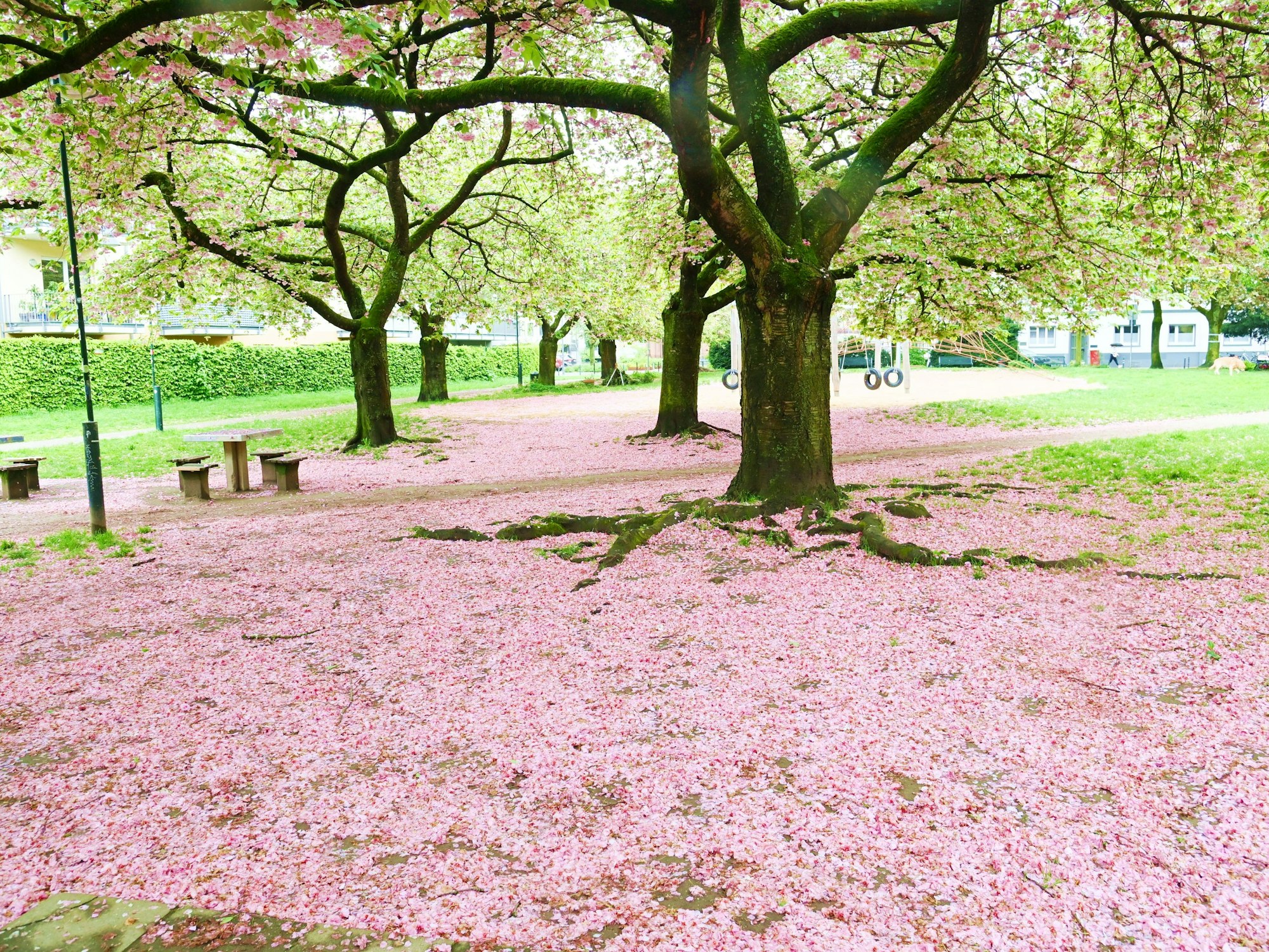 17.04.2024 Köln. Wetter Feature. Die Kirschblüte im Frühling 2024 ist durch. Am Spielplatz auf der Wallstraße liegen die Blüten wie ein Teppich auf der Erde. Foto: Alexander Schwaiger
