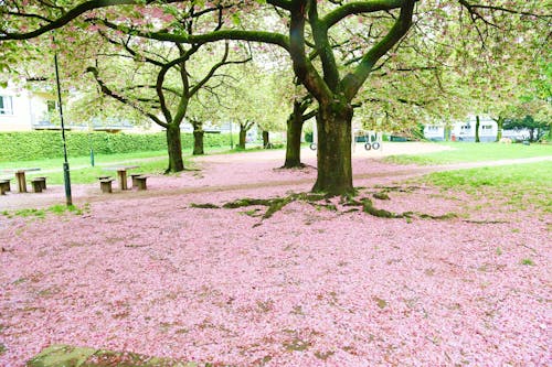 17.04.2024 Köln. Wetter Feature. Die Kirschblüte im Frühling 2024 ist durch. Am Spielplatz auf der Wallstraße liegen die Blüten wie ein Teppich auf der Erde. Foto: Alexander Schwaiger