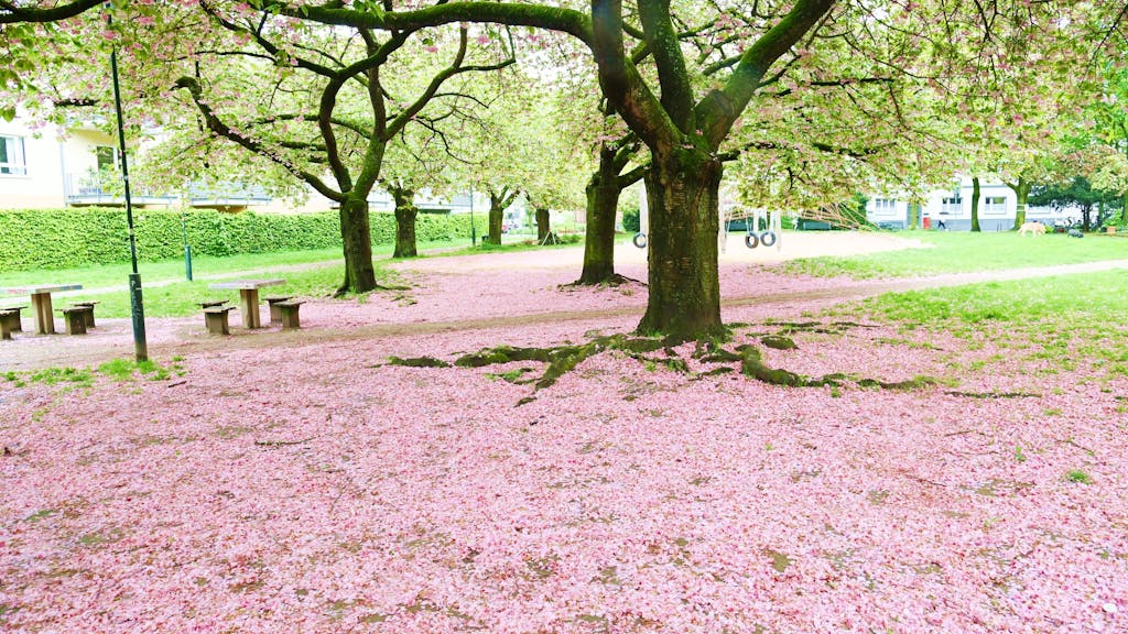 Kirschblüten bedecken den Boden wie ein Teppich.&nbsp;