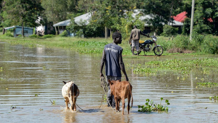 Kenia, Kisumu: Ein Mann führt sein Vieh durch die Überschwemmungen
