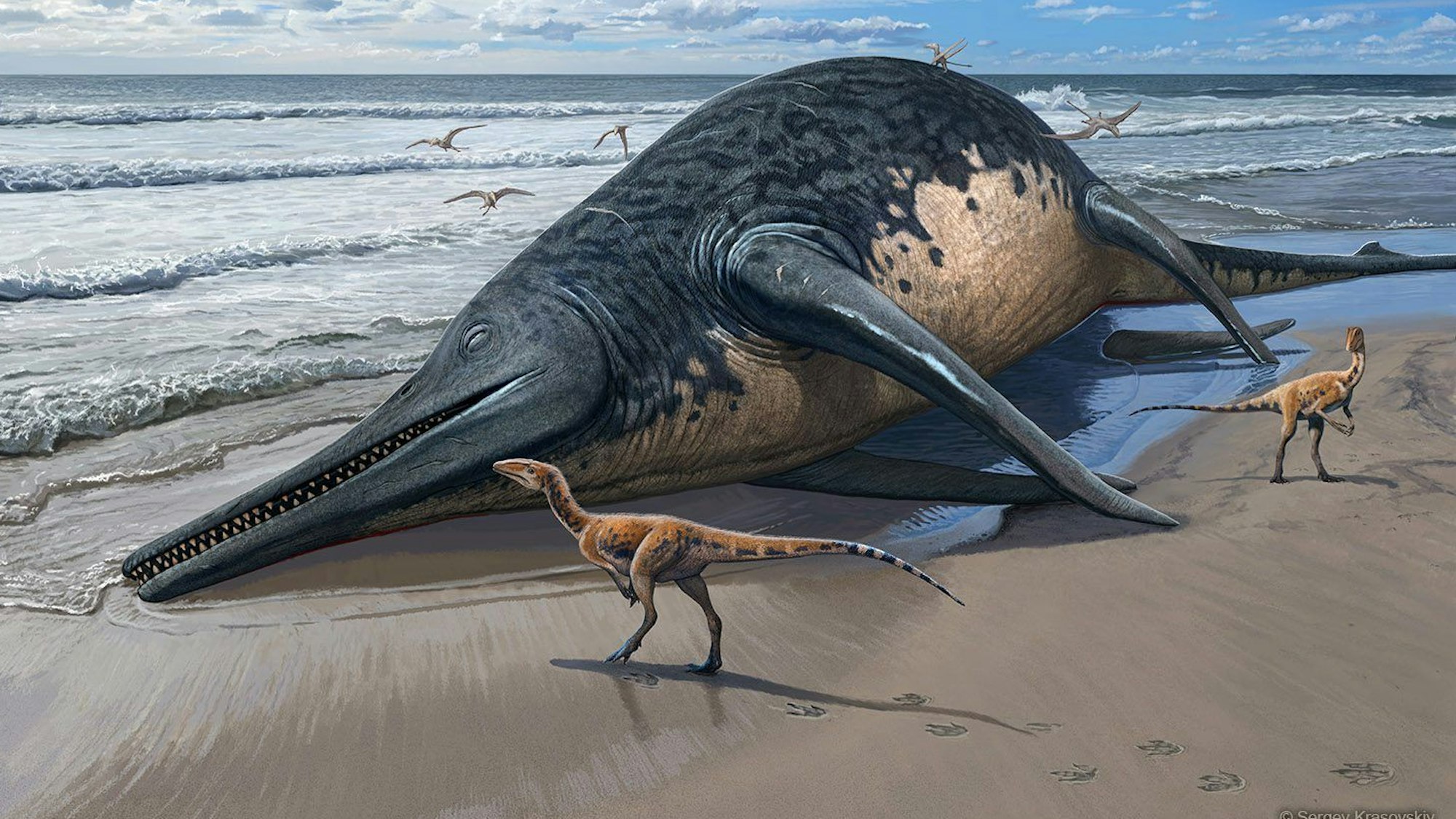 Eine Darstellung des Ichthyosauriers, dessen Fossilien am Strand von Severn im englischen Somerset gefunden wurden. Die neuen Funde lassen darauf schließen, dass die Fischechsen teilweise eine Länge von mehr als 25 Meter erreichen konnten.