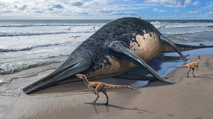 Eine Darstellung des Ichthyosauriers, dessen Fossilien am Strand von Severn im englischen Somerset gefunden wurden. Die neuen Funde lassen darauf schließen, dass die Fischechsen teilweise eine Länge von mehr als 25 Meter erreichen konnten.