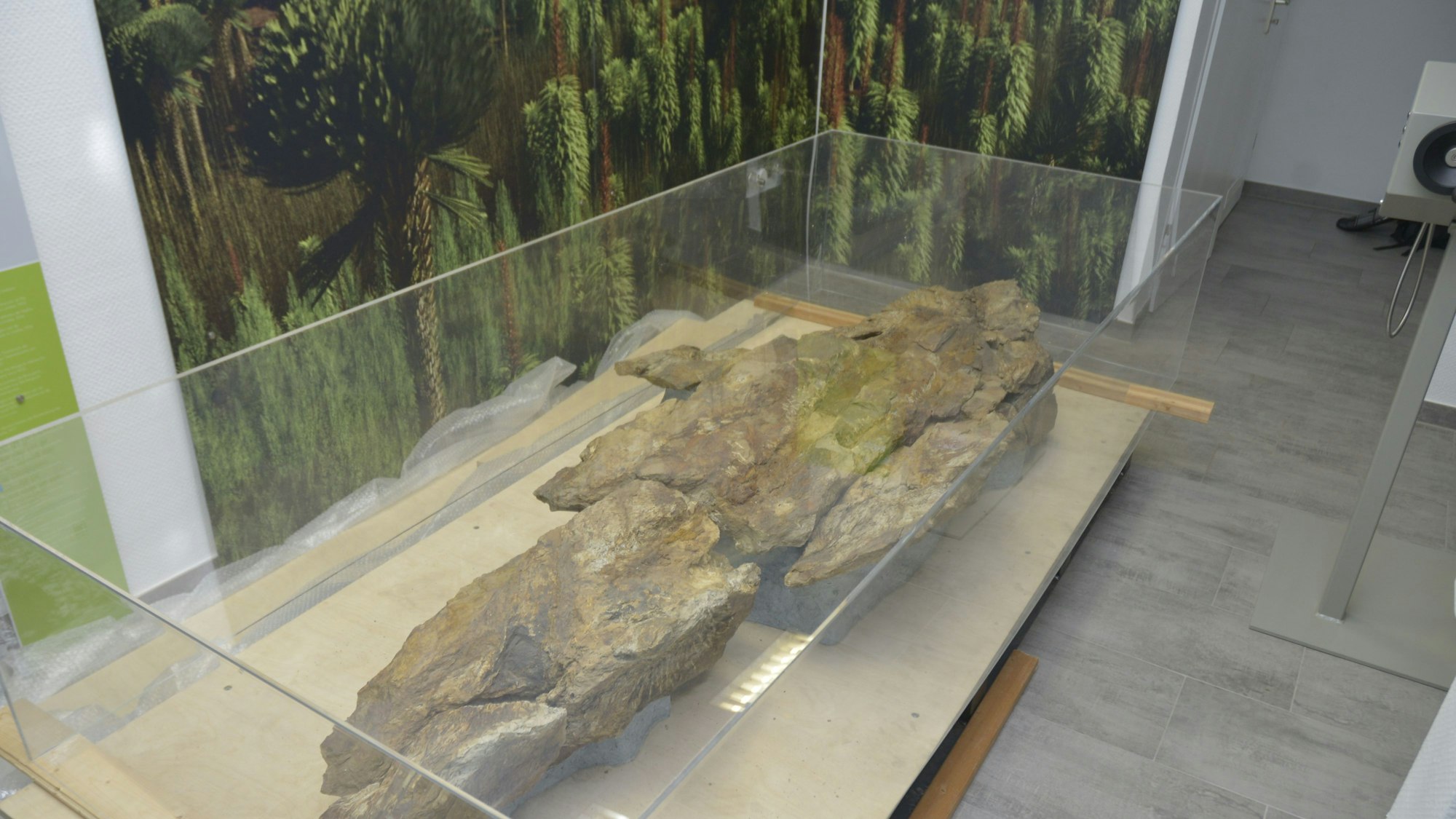 Das Foto zeigt das Highlight des neuen Museums, ein rund 390 Millionen Jahre alter Grauwackeblock mit einem Fossil.