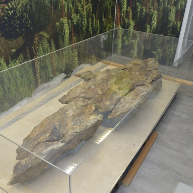 Das Foto zeigt das Highlight des neuen Museums, ein rund 390 Millionen Jahre alter Grauwackeblock mit einem Fossil.