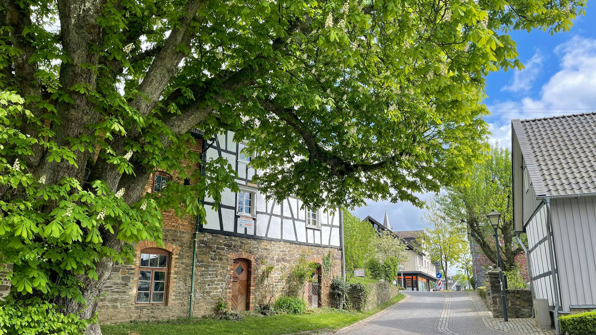 Ein Fachwerkhaus steht hinter einem großen Kastanienbaum.