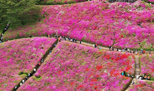 21.04.2024, Südkorea, Gunpo: Menschen gehen durch einen Garten mit blühenden Königlichen Azaleen in der Stadt Gunpo, 24 Kilometer südlich von Seoul, wo jedes Jahr ein Fest anlässlich der Königlichen-Azaleen-Blüte stattfindet.