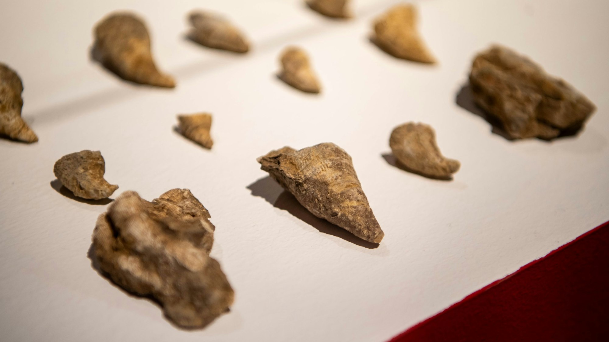 Das Bild zeigt die Fossilien, die im vergangenen Jahr in Blankenheim gefunden worden sind.
