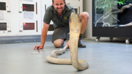 Ein australischer Schlangenexperte sitzt hinter eine Königskobra. Patientinnen und Patienten in australischen Krankenhäuser hatten mehrfach Giftschlangen mit in die Notaufnahme gebracht. (Symbolbild)