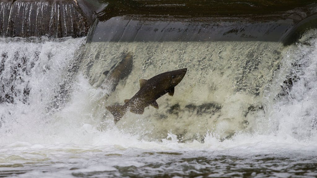 Ein Lachs versucht, während der Wanderung zu den Laichgründen über einen Damm zu springen.