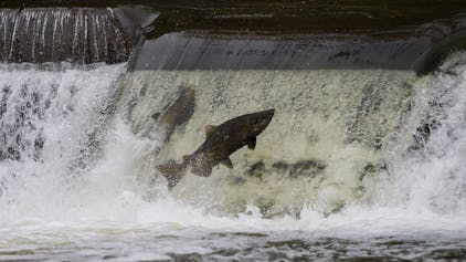 Ein Lachs versucht, während der Wanderung zu den Laichgründen über einen Damm zu springen.