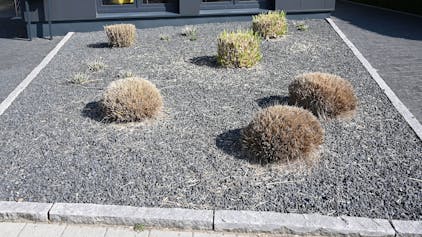 Pflanzen ragen aus einem Vorgarten mit grauen und schwarzen Kieselsteinen.&nbsp;