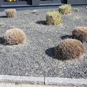 Pflanzen ragen aus einem Vorgarten mit grauen und schwarzen Kieselsteinen.&nbsp;