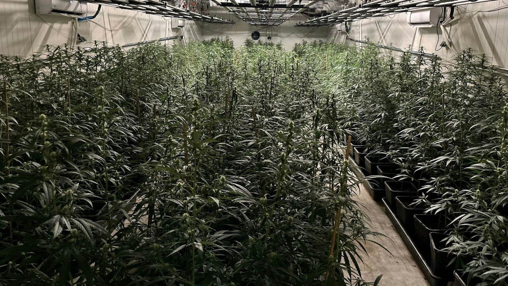 Unter anderem wurde bei dem Einsatz auch diese Indoor-Cannabis-Plantage entdeckt.