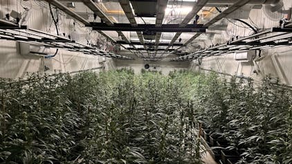 Unter anderem wurde bei dem Einsatz auch diese Indoor-Cannabis-Plantage entdeckt.