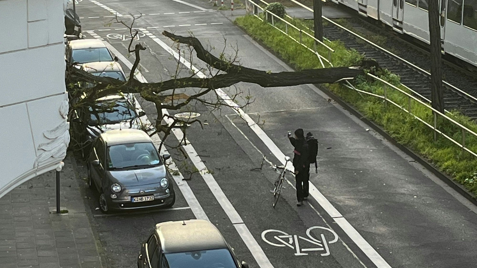 Zu sehen ist ein umgestürzter Baum auf einer Straße, sowie parkende Autos und ein Radfahrer.