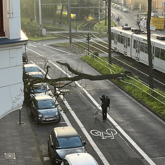 Zu sehen ist ein umgestürzter Baum auf einer Straße, sowie parkende Autos und ein Radfahrer.