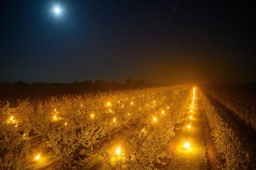 23.04.2024, Sachsen-Anhalt, Sülzetal: Der Mond scheint auf der Plantage vom Obsthof Hornemann über Aprikosenbäumen, unter denen Frostschutzkerzen brennen. Die Wärme der Kerzen soll die Obstbäume vor Frost schützen.