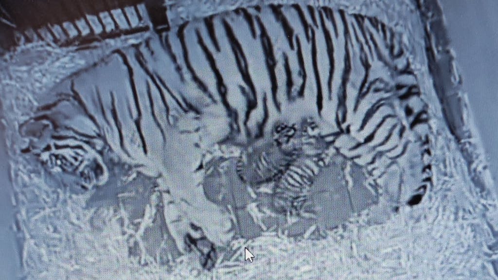 Tigermama „Katinka“ und ihre beiden Babys liegen in der Wurfhöhle ihres Geheges.