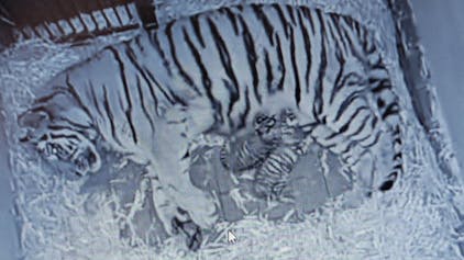 Tigermama „Katinka“ und ihre beiden Babys liegen in der Wurfhöhle ihres Geheges.