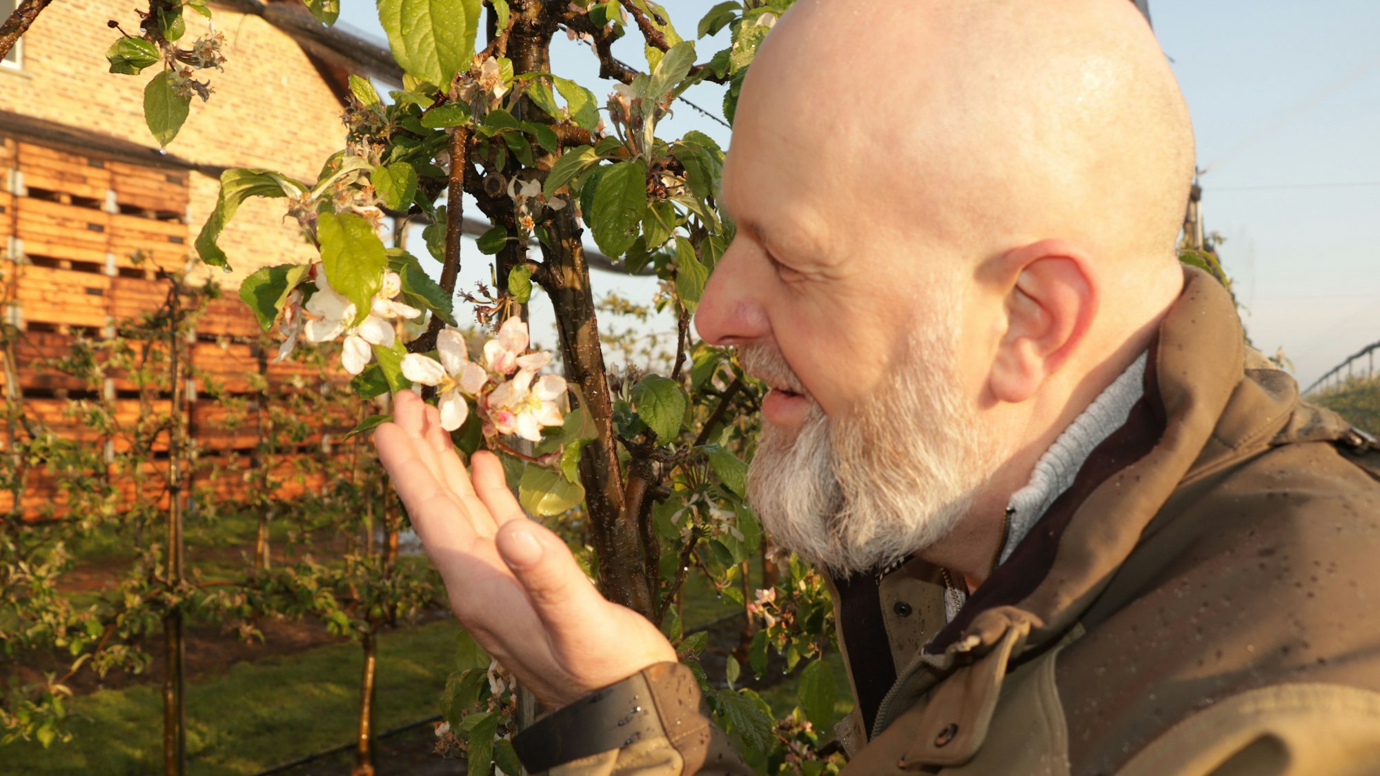 Der Obstbauer Roland Schmitz-Hübsch betrachtet zufrieden die hauchdünne Eisschicht, die die Blüten vor dem Frost schützt.