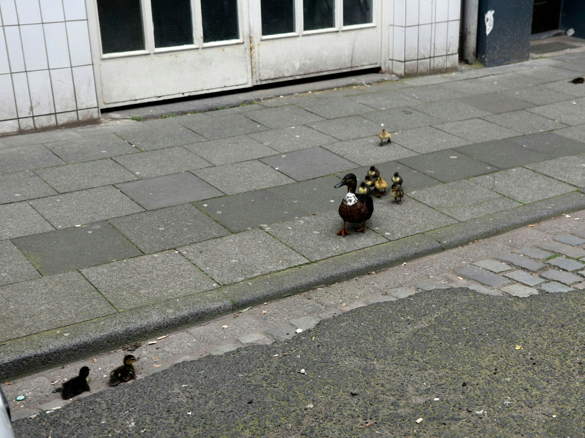 Die Enten-Mama und ihre Küken auf dem Bürgersteig am Thürmchenswall.
