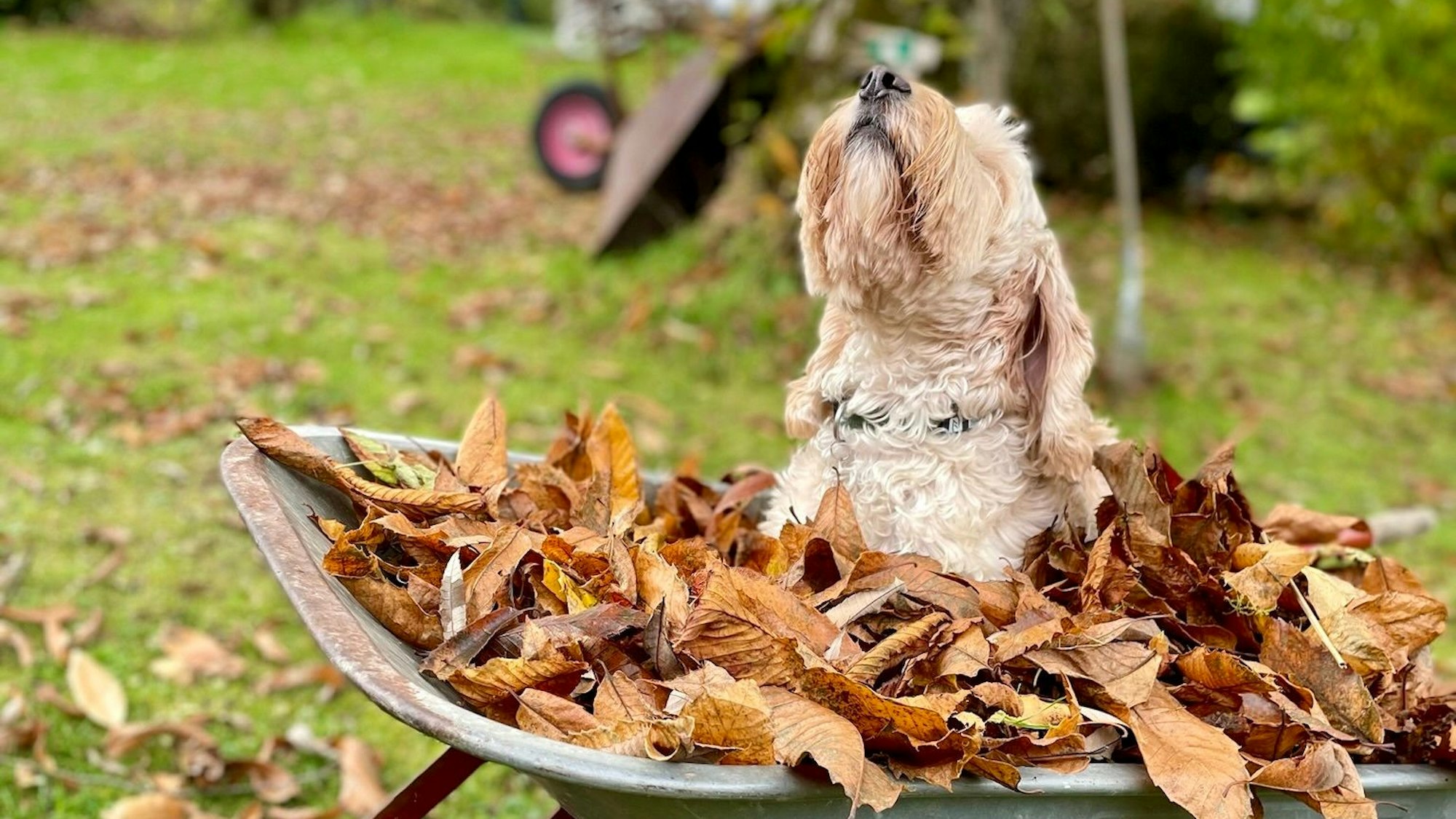 Ein Hund sitzt in einer Schubkarre voll mit Laub und streckt die Nase in die Luft.