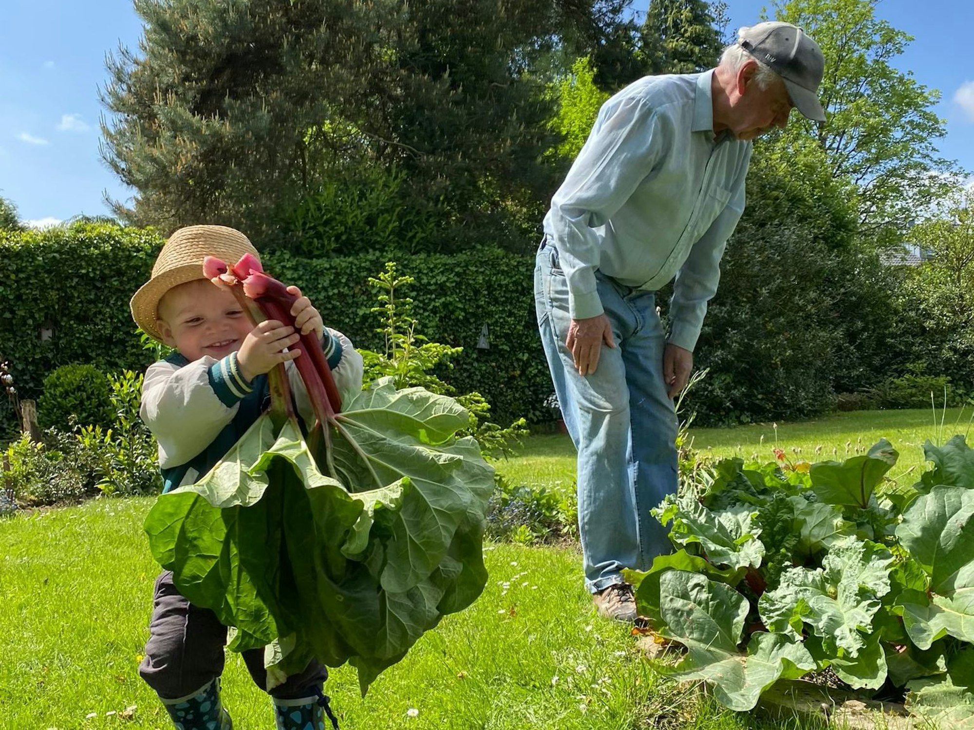 Ein kleiner Junge mit Sonnenhut auf dem Kopf hält große Rhabarberblätter in der Hand. Im Hintergrund ist sein Opa bei der Gartenarbeit zu sehen.