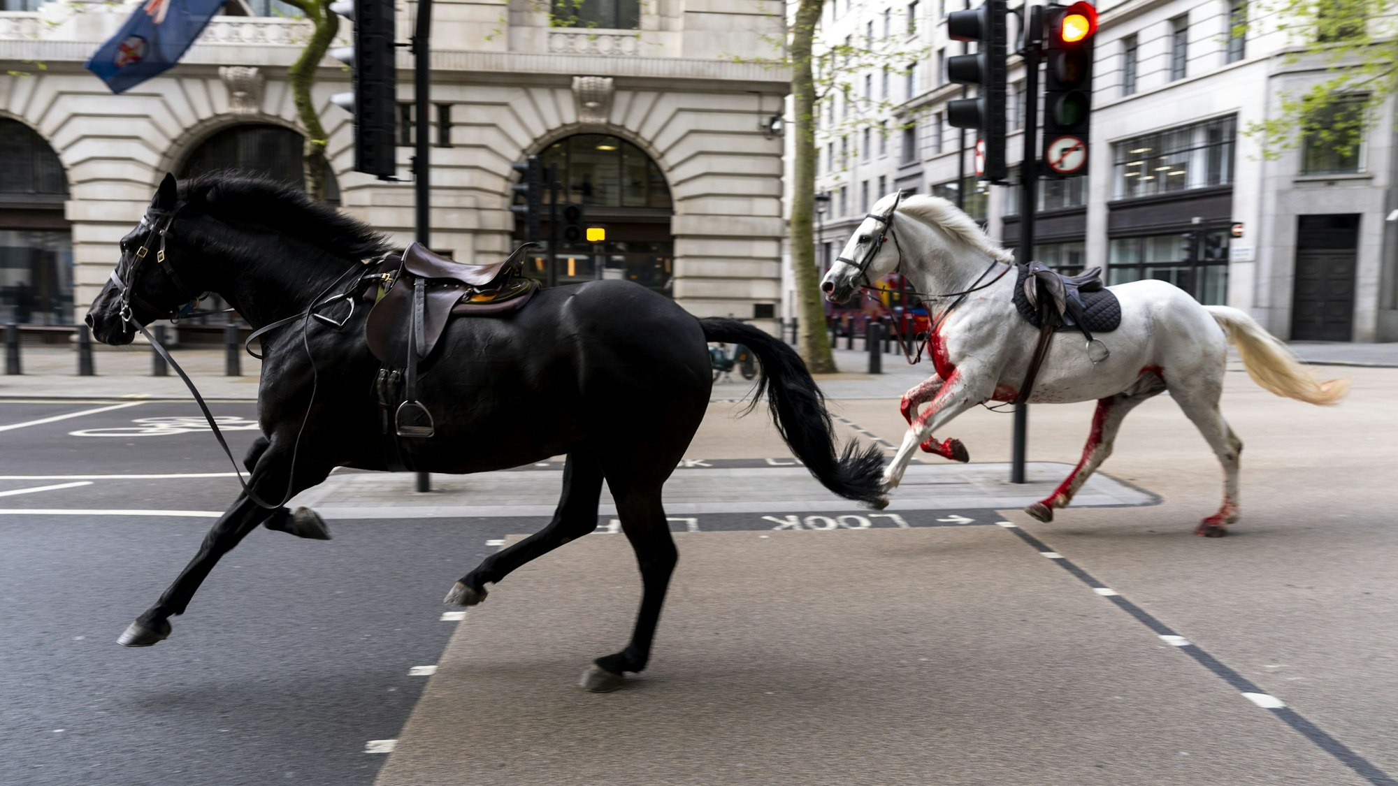 Zwei Pferde laufen frei durch die Straßen.