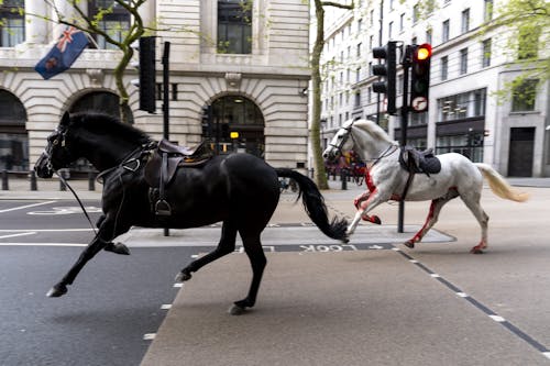 24.04.2024, Großbritannien, London: Zwei Pferde laufen frei durch die Straßen in der Nähe von Aldwych.