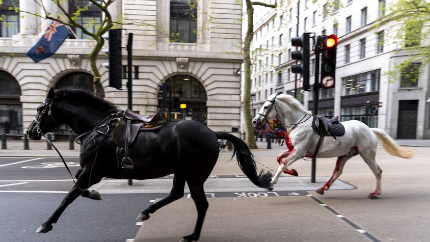 Zwei Pferde laufen frei durch die Straßen.