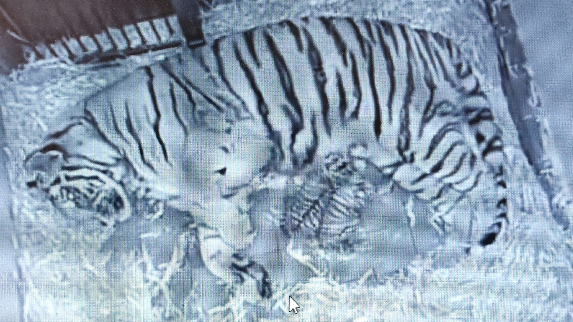 Die Live-Kamera überträgt Bilder aus der Wurfhöhle, sodass man wenigstens ein bisschen von den kleinen Tigern sehen kann.